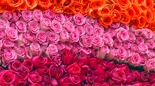 The-colour-of-love-zanzinger.photoshelter.com_